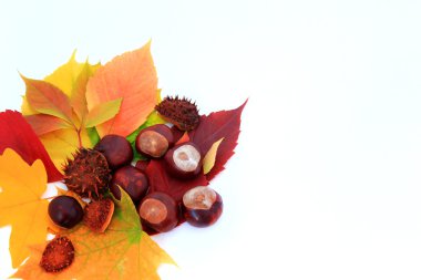 sonbahar yaprakları ve kestane ile arka plan