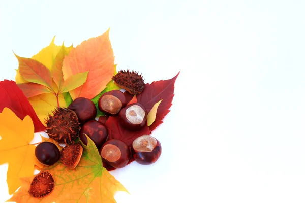 Background with autumn leaves and chestnuts — Stock Photo, Image