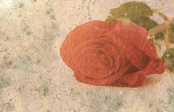 Rosa roja en estilo grunge —  Fotos de Stock