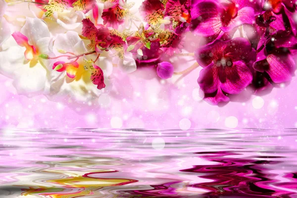 Elegant purple and white orchids over the water — Stock Photo, Image