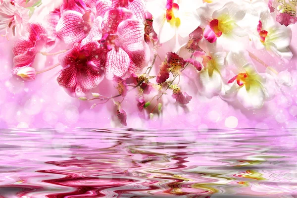 Gyönyörű rózsaszín és fehér orchideák a víz felett — Stock Fotó