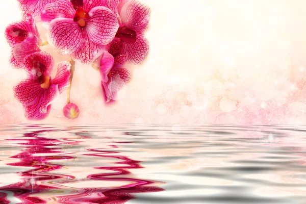 Cute soft pink orchids over the water — Stock Photo, Image