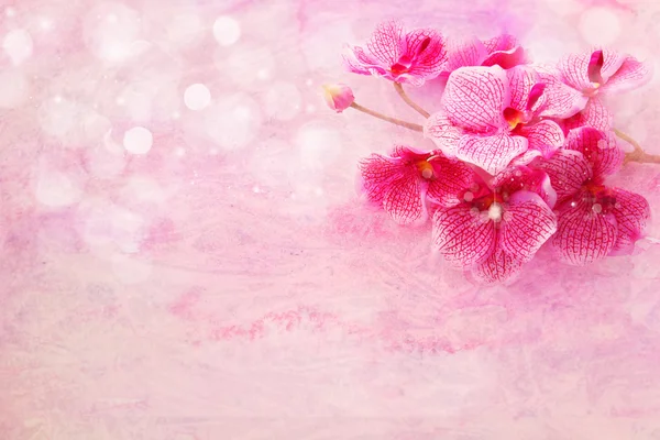 Cute soft pink orchids — Stock Photo, Image