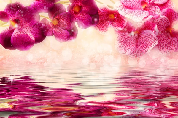 Чарівні бузкові і рожеві орхідеї над водою — стокове фото