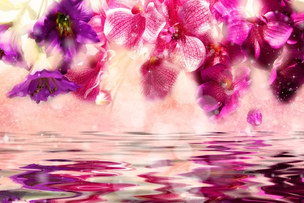Ніжні фіолетові і рожеві квіти над водою — стокове фото