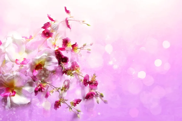 Cute spring flowers on a soft lilac background — Stock Photo, Image