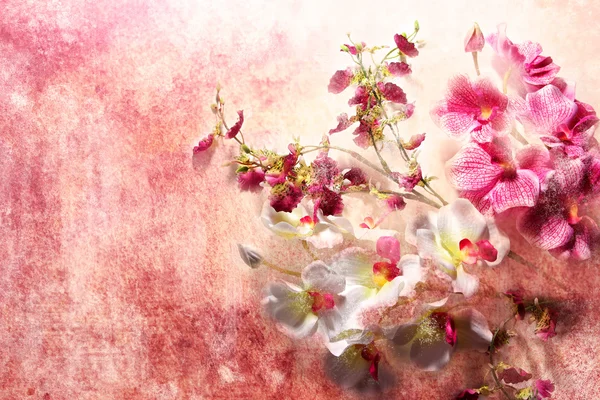 Pink and white orchids on a messy grunge background — Stock Photo, Image