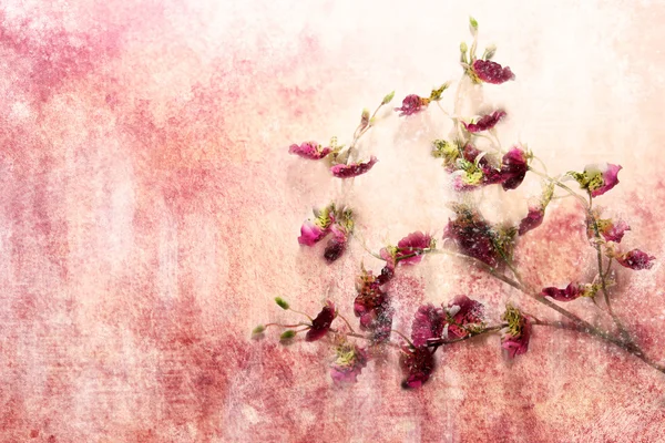 Twig of lovely flowers on a grunge background — Stock Photo, Image