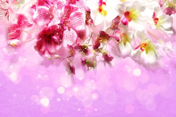Orquídeas rosa e branca em um fundo lilás festivo — Fotografia de Stock