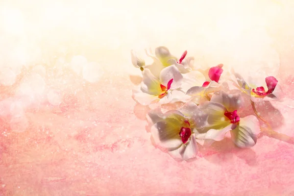 Aranyos fehér orchideák ünnepi rózsaszín háttér — Stock Fotó