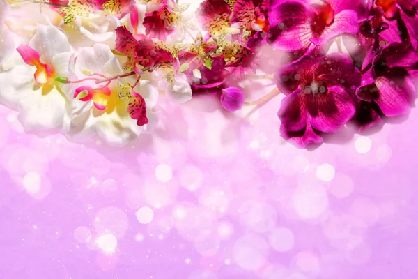 Purple and white orchids on a shiny lilac background — Stock Photo, Image