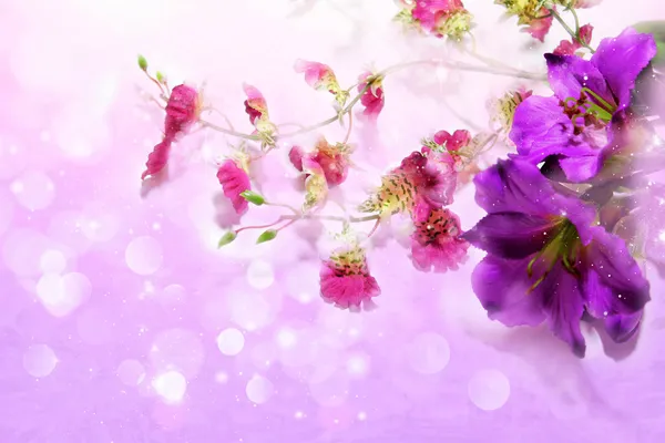 Cute purple flowers on a lilac background — Stock Photo, Image