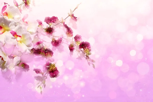 Fiori carini su uno sfondo viola morbido — Foto Stock