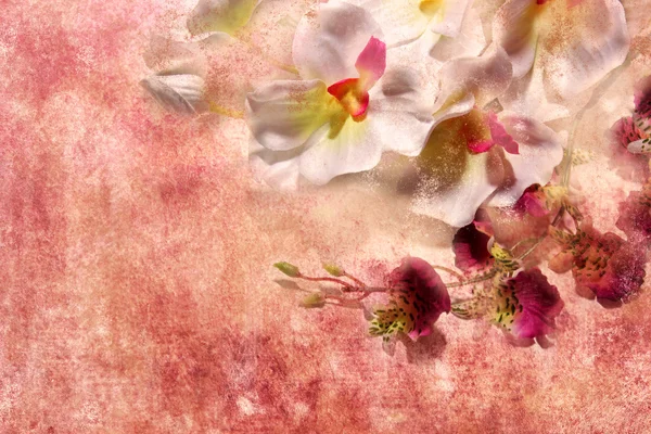 グランジ背景上の蘭の花 — ストック写真