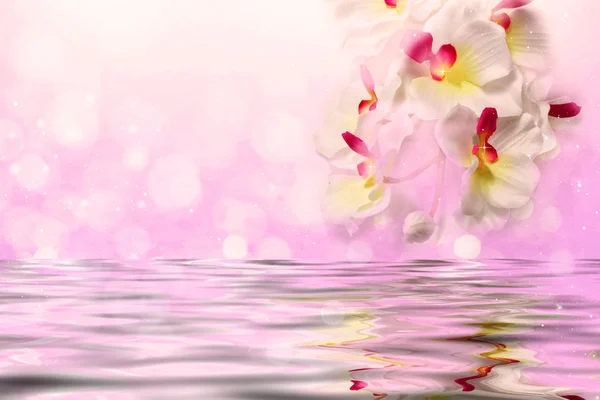 Orquídeas brancas sobre a água em um fundo lilás suave — Fotografia de Stock