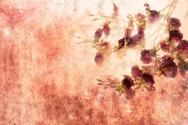 Gałązka kwiatów w stylu grunge — Zdjęcie stockowe
