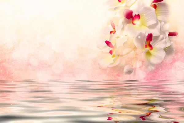 Orquídeas blancas sobre el agua sobre un fondo rosa suave — Foto de Stock
