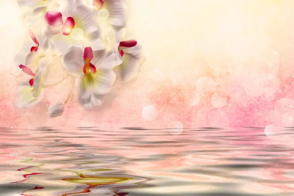 Orquídeas brancas sobre a água — Fotografia de Stock