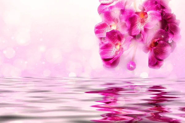 Mooie orchideeën over het water op een Lila achtergrond — Stockfoto