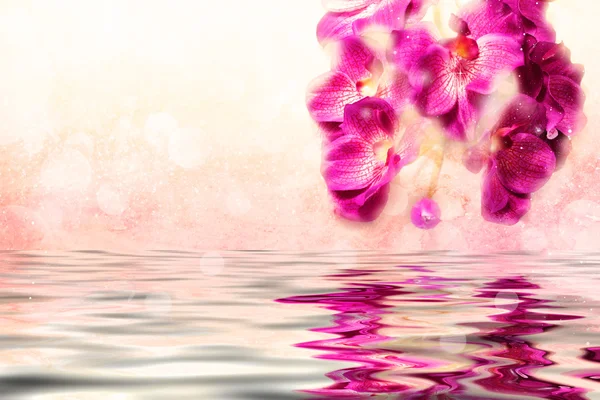 Orquídeas roxas encantadoras sobre a água — Fotografia de Stock