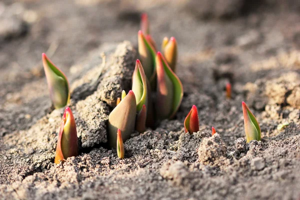 Tulip sprouts in spring — Stock Photo, Image