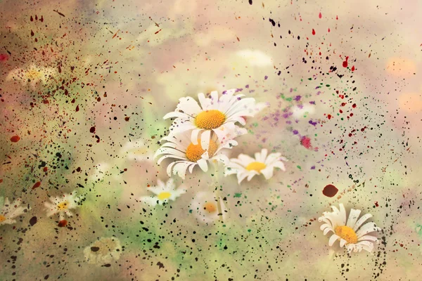 Chamomile flowers with watercolor splashes — Stock Photo, Image