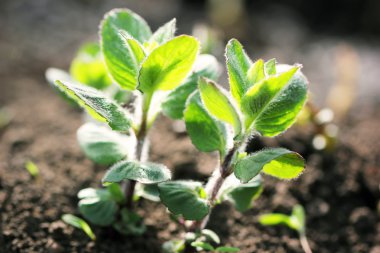 Bahçe nane lahanası