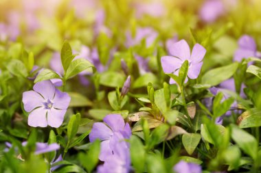 günbatımı zamanı güzel mavi bahar çiçekleri