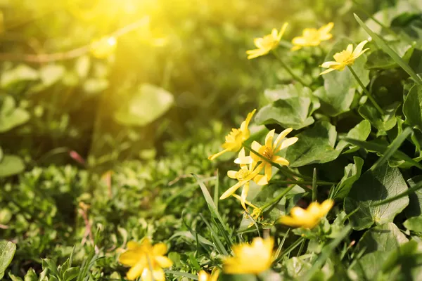 Lovely spring yellow flowers — Stock Photo, Image