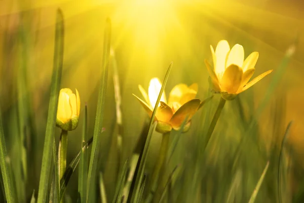 Солнечные весенние желтые цветы — стоковое фото
