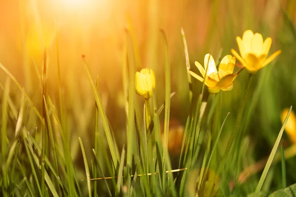 Vår gula blommor på sunset — Stockfoto