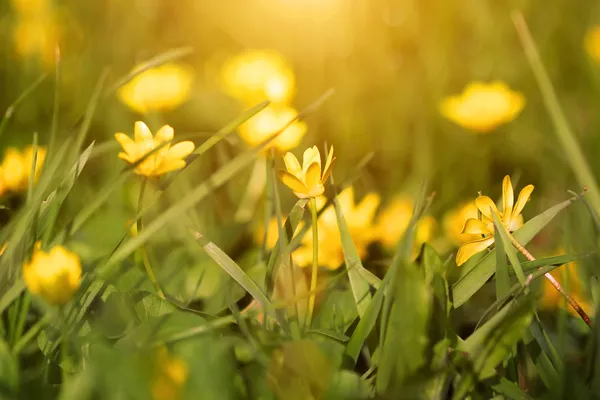 Wiosną żółte kwiaty — Zdjęcie stockowe