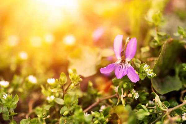 Linda primavera violeta ao pôr do sol — Fotografia de Stock