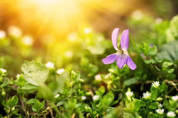 Bonito primavera violeta — Fotografia de Stock