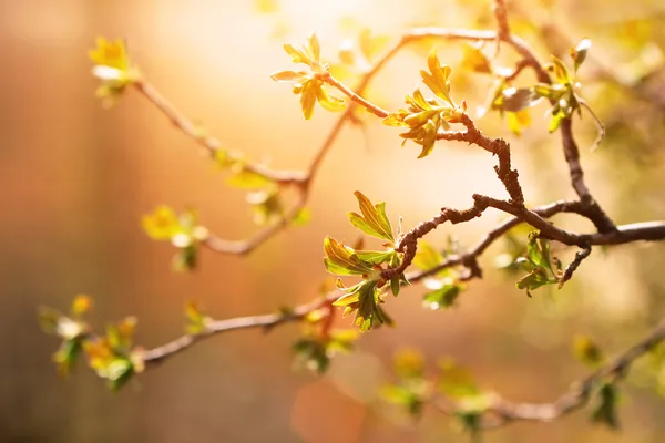 Ramitas de grosella al atardecer — Foto de Stock