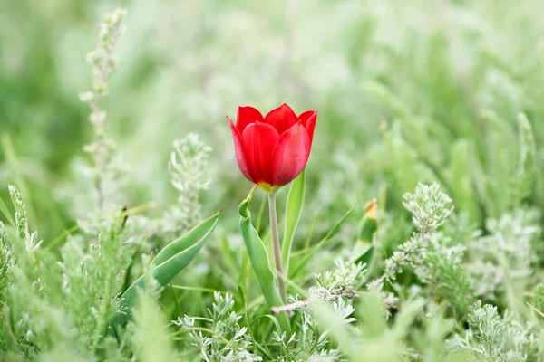 Roztomilý divoké červený Tulipán — Stock fotografie