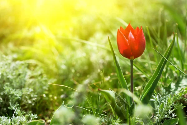 Tulipa vermelha em um prado ensolarado — Fotografia de Stock