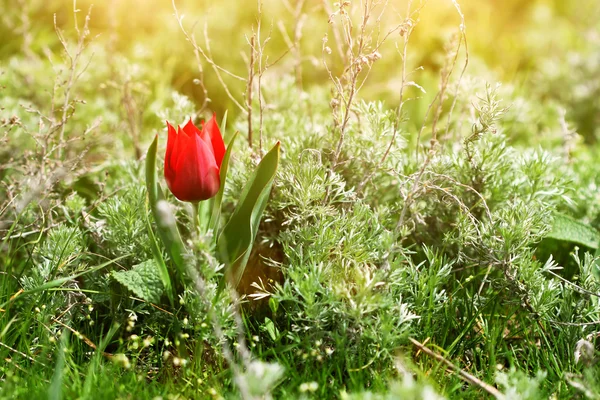 Tulipán rojo salvaje en la estepa al atardecer — Foto de Stock