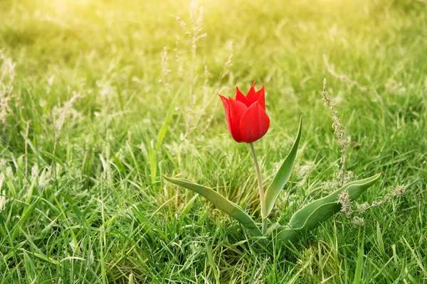 Divoký červený Tulipán v stepi — Stock fotografie