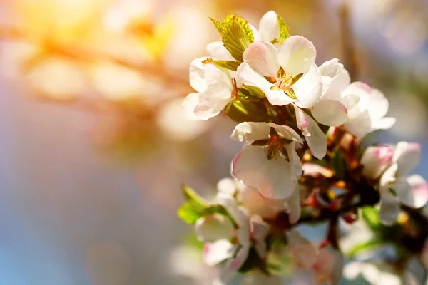 Cerezo en primavera — Foto de Stock