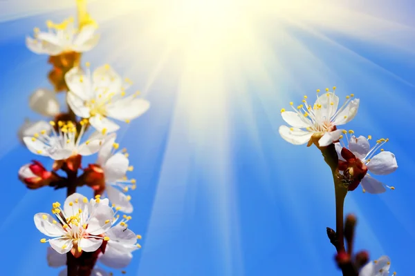 Cherry tree brunches under the sun — Stock Photo, Image