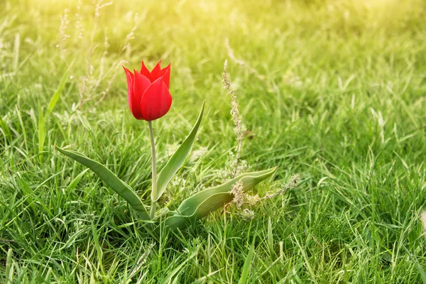 Červený Tulipán v poli — Stock fotografie