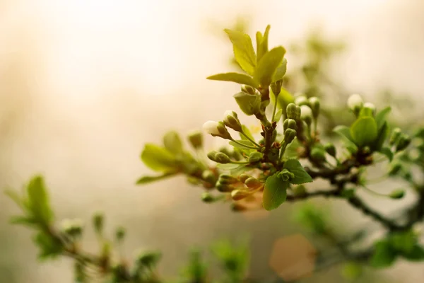 Blühender Aprikosenbaum am Morgen — Stockfoto