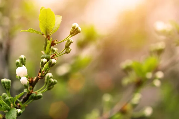 Plum tree twigs at sunrise time — Stock Photo, Image