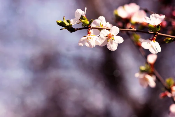 Delicado ramo de cerejeira — Fotografia de Stock