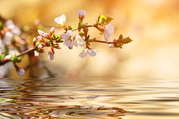 Ramo de cereja sobre a água ao pôr do sol — Fotografia de Stock