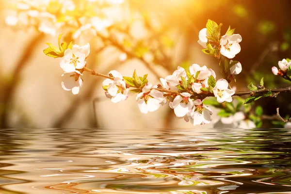 Galho de cereja florido sobre a água — Fotografia de Stock