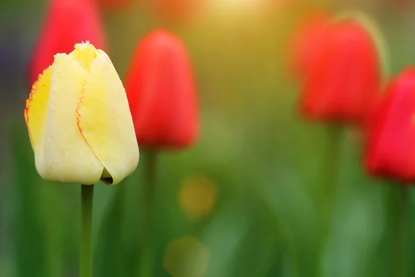 Žluté a červené tulipány — Stock fotografie