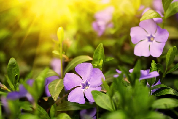 Весенние голубые цветы на закате — стоковое фото