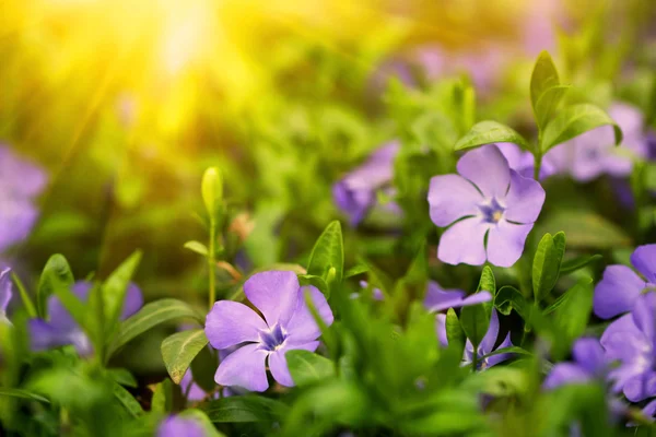 Lovely blue flowers — Stock Photo, Image